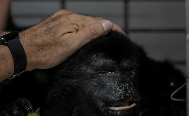 Martwe małpy spadają z drzew. Zabójcze upały w Meksyku