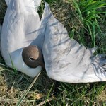 Martwe mewy w Gołdapi. Znamy przyczynę ich padania