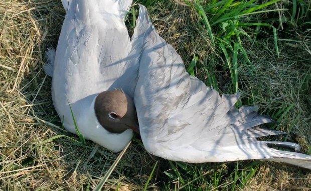 Martwe mewy w Gołdapi. Znamy przyczynę ich padania