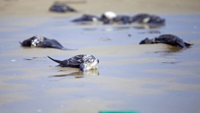 Martwe mewy z groźnym wirusem. Północ Szczecina strefą objętą zakażeniem