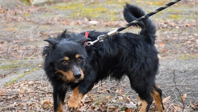 Martwe psy w schronisku w Posadówku. Kierownik usłyszał zarzuty