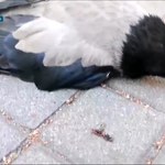 Martwe ptaki na ulicach Warszawy. Padają wrony, kawki i gołębie