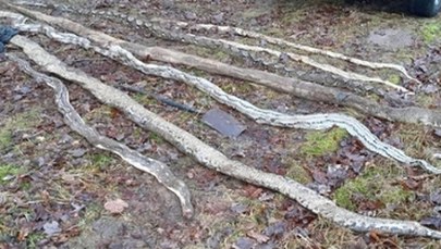 Martwe pytony i boa w lesie w Wielkopolsce