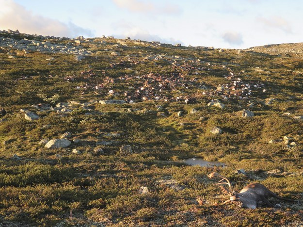 Martwe renifery znaleziono na płaskowyżu Hardangervidda /HAVARD KJOTVEDT/SNO/MILJODIREKTORATET /PAP/EPA