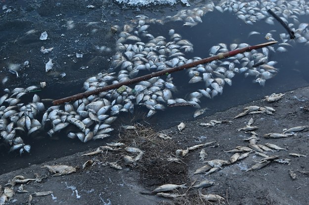 „Katastrofa ekologiczna”. 2 tony śniętych ryb