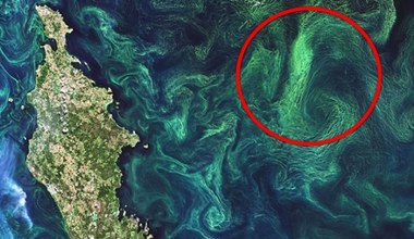 Martwe strefy morskie przerażają wielkością. Powstała ich mapa