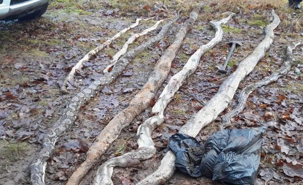 Martwe węże znalezione w Wielkopolsce. Co mówią eksperci?