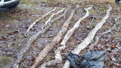Martwe węże znalezione w Wielkopolsce. Co mówią eksperci?