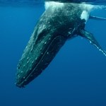 Martwe wieloryby to źródło życia na dnie oceanu. Widać to na nagraniu