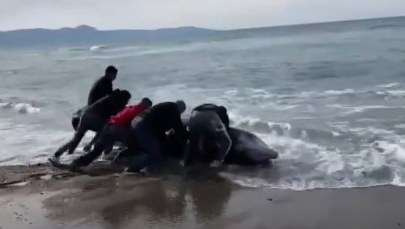 Martwe wieloryby. Trzęsienie zimie zaburzyło ich zmysł echolokacji