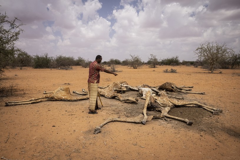 Martwe żyrafy są symbolem tragicznych żniw, jakie zebrała susza w Kenii spowodowana zmianami klimatu /Getty Images / Stringer /Getty Images