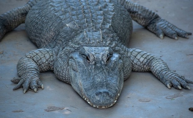 Martwy aligator na drodze. Nietypowa sytuacja w Luizjanie  