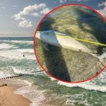Martwy delfin na plaży nad Zalewem Szczecińskim. Skąd się wziął?
