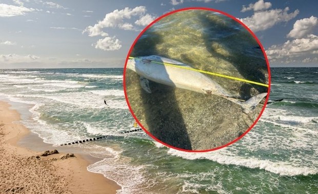 Martwy delfin na plaży nad Zalewem Szczecińskim. Skąd się wziął?
