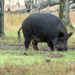 Martwy dzik z ASF: Jest decyzja powiatowego lekarza weterynarii