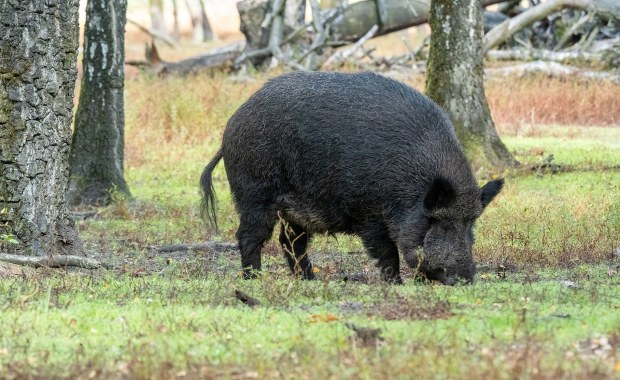 Martwy dzik z ASF: Jest decyzja powiatowego lekarza weterynarii