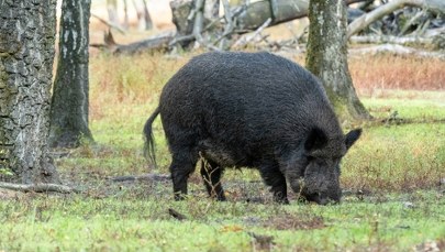 Martwy dzik z ASF: Jest decyzja powiatowego lekarza weterynarii