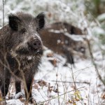 Ministerstwo Rolnictwa Martwy dzik z ASF pod Piotrkowem. Sabotaż czy kłusownicy?