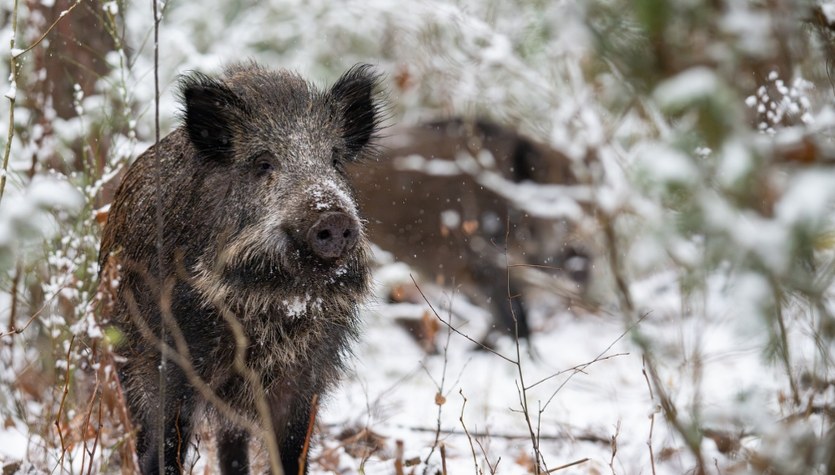 Martwy dzik z ASF pod Piotrkowem. Sabotaż czy kłusownicy?