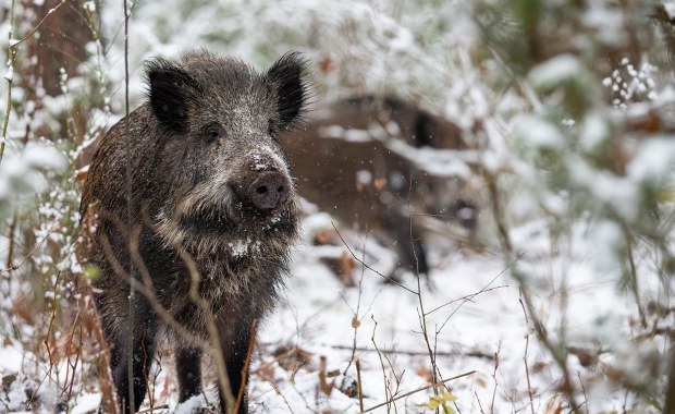 Martwy dzik z ASF pod Piotrkowem. Sabotaż czy kłusownicy?