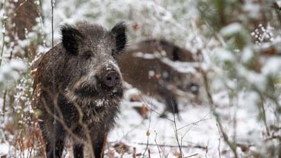 Martwy dzik z ASF pod Piotrkowem. Sabotaż czy kłusownicy?