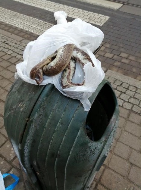 Martwy gad znajdował się w foliowym worku /Straż Miejska w Bydgoszczy /