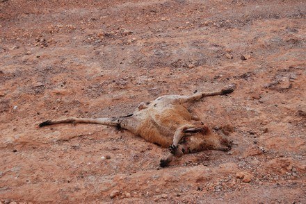 Martwy kangur to częsty widok na poboczu /INTERIA.PL
