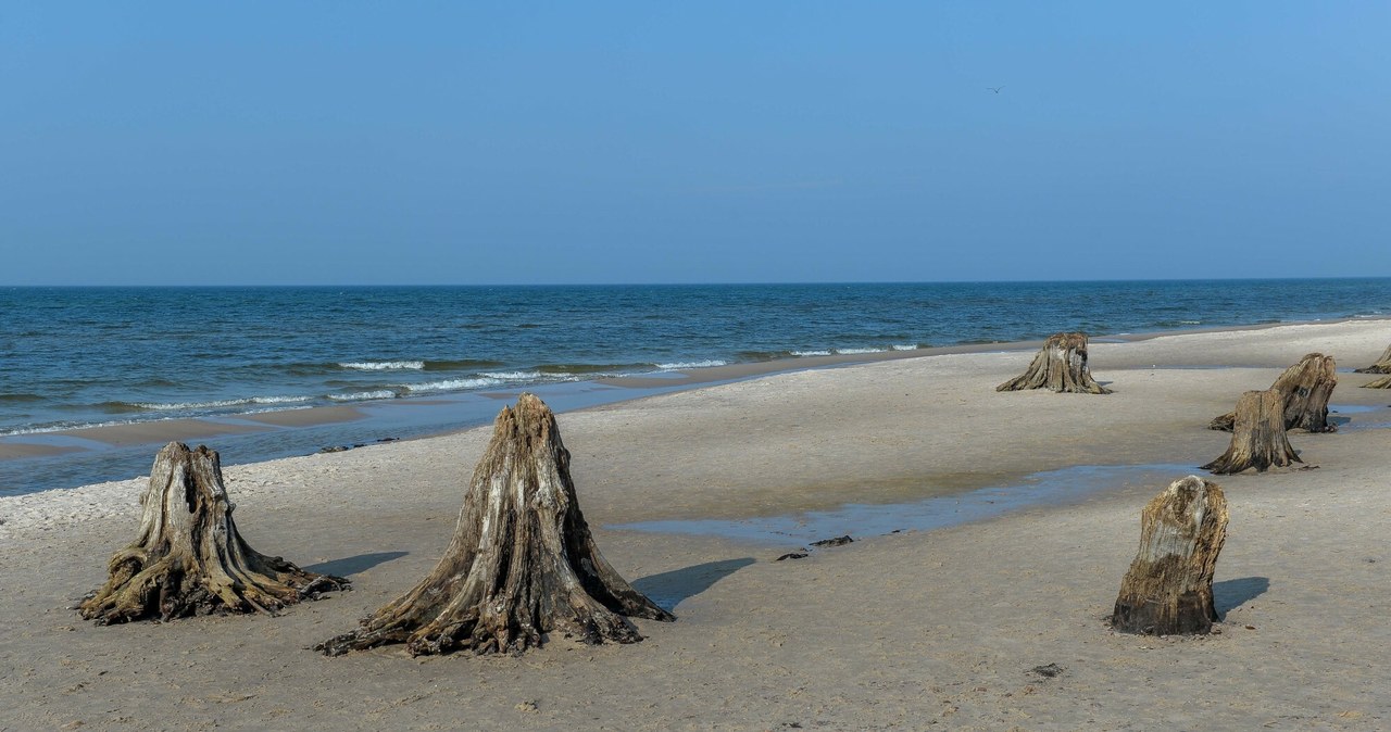 "Martwy las" na plaży w Słowińskim Parku Narodowym /Gerard /Reporter