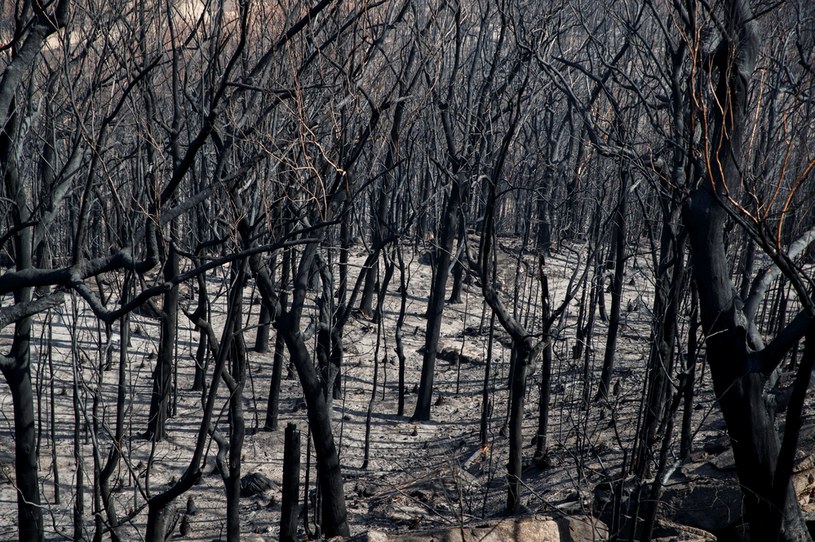 Martwy las po wielkich pożarach w Australii z przełomu 2019 i 2020 roku. /THOMAS PETER /Agencja FORUM