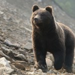 Martwy niedźwiedź znaleziony w Tatrach. To prawdopodobnie wina kłusowników