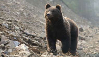 Martwy niedźwiedź znaleziony w Tatrach. To prawdopodobnie wina kłusowników