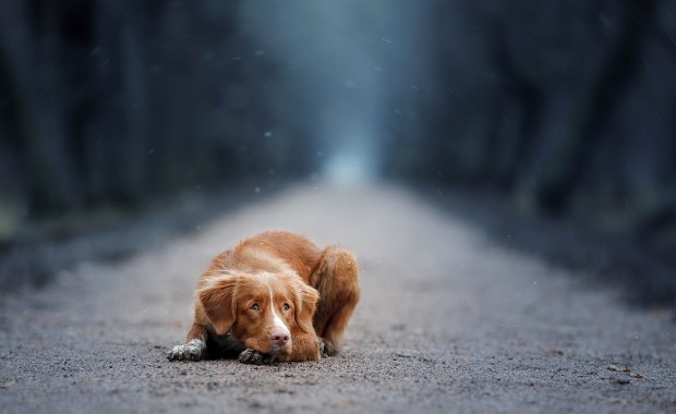 Martwy pies, stalowa linka i zaciskająca się pętla. Wstrząsające odkrycie koło Puław