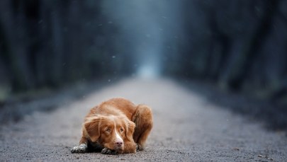 Martwy pies, stalowa linka i zaciskająca się pętla. Wstrząsające odkrycie koło Puław