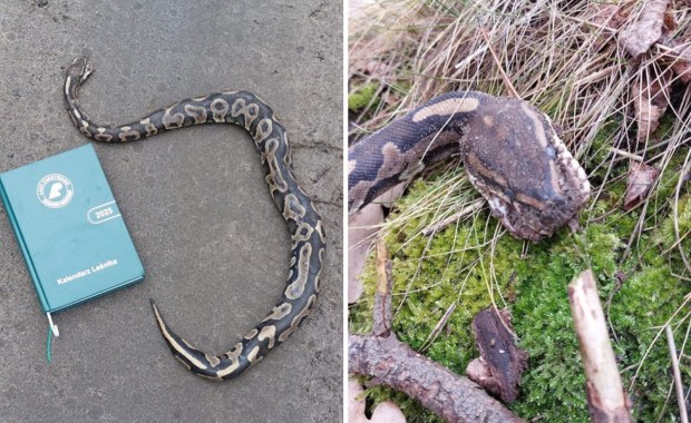 Martwy pyton w lesie. Apel do hodowców: Pamiętajcie! 