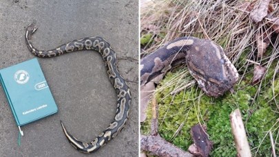 Martwy pyton w lesie. Apel do hodowców: Pamiętajcie! 