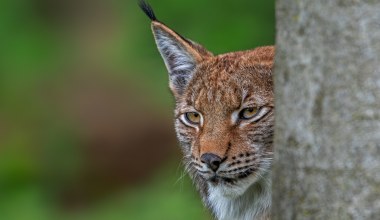Martwy ryś w Tatrach. Strażnicy zaapelowali do kierowców