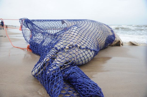 Martwy waleń prawdopodobnie z gatunku wal butelkonosy został odnaleziony na plaży w pobliżu Unieścia /Marcin Bielecki /PAP