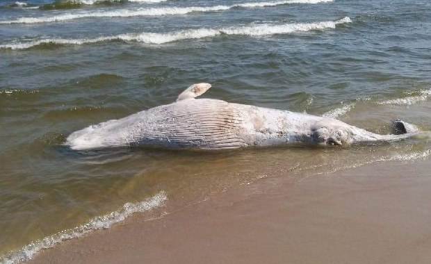 Martwy wieloryb na plaży na Mierzei Wiślanej. Ma 6-7 m długości
