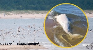 ​Martwy wieloryb na plaży w rezerwacie Mewia Łacha. Dylemat służb