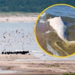 ​Martwy wieloryb na plaży w rezerwacie Mewia Łacha. Wiadomo, co się z nim stanie