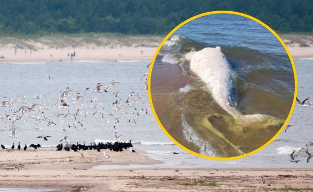 ​Martwy wieloryb na plaży w rezerwacie Mewia Łacha. Wiadomo, co się z nim stanie