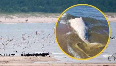 ​Martwy wieloryb na plaży w rezerwacie Mewia Łacha. Wiadomo, co się z nim stanie