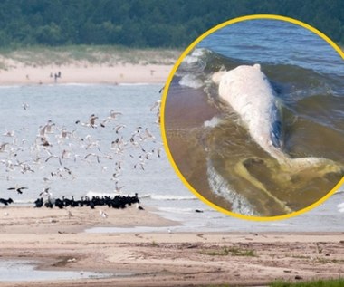 ​Martwy wieloryb na plaży w rezerwacie Mewia Łacha. Wiadomo, co się z nim stanie