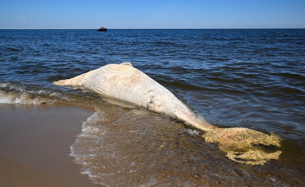 Martwy wieloryb na plaży w rezerwacie. Służby rozważają dwa scenariusze