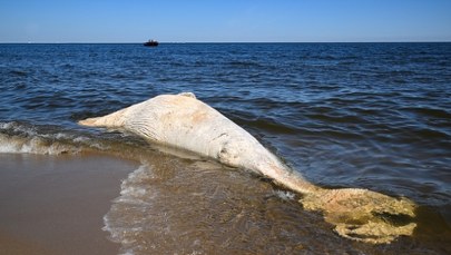 Martwy wieloryb na plaży w rezerwacie. Służby rozważają dwa scenariusze
