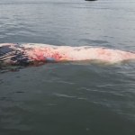 Martwy wieloryb przy plaży w Wisełce. Co dalej z truchłem giganta?