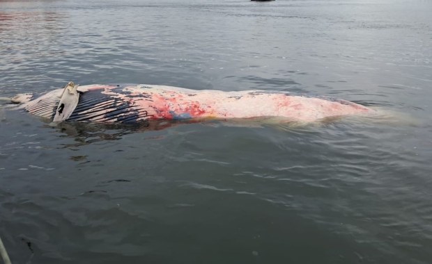 Martwy wieloryb przy plaży w Wisełce. Co dalej z truchłem giganta?