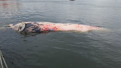 Martwy wieloryb przy plaży w Wisełce. Co dalej z truchłem giganta?