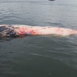 Martwy wieloryb w wodach Bałtyku. Ciało przywiózł tankowiec