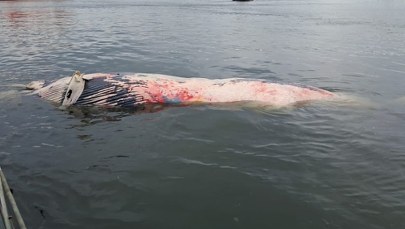Martwy wieloryb w wodach Bałtyku. Ciało przywiózł tankowiec